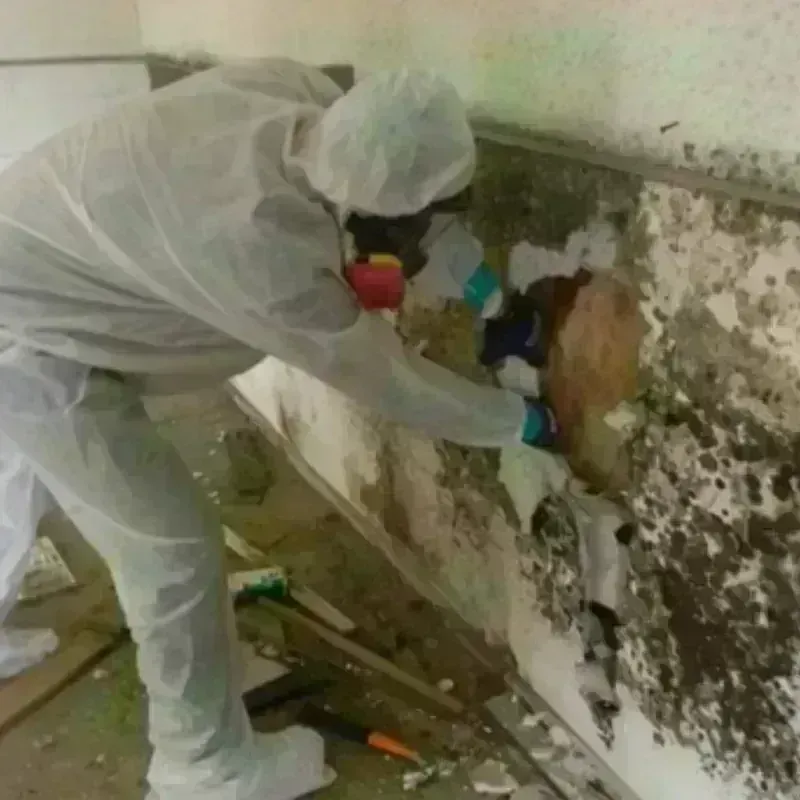 Mold Remediation and Removal in Pikeville, KY